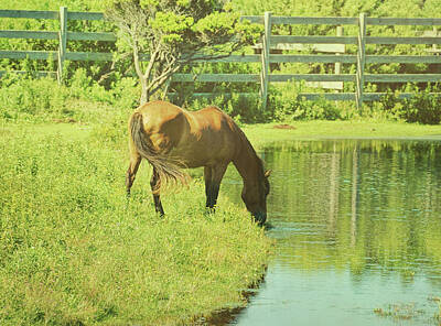 Target Threshold Nature Royalty Free Images - Ocracoke Pony Royalty-Free Image by JAMART Photography