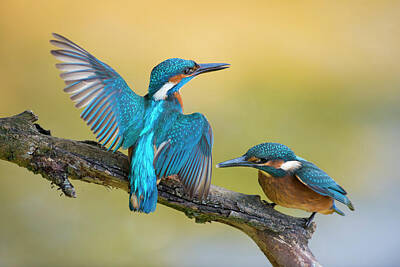 Pop Art Rights Managed Images - Old and young in conflict... Eurasian Kingfisher  Royalty-Free Image by Wonderfulearth
