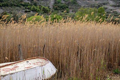Disney - Old Fishing Boat Laying In The Middle Of Reed by Stefan Rotter