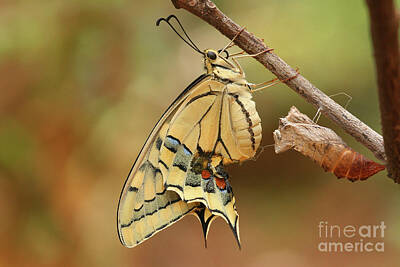 Digital Animal Illustrations Aaron Blaise - Old World Swallowtail Papilio machaon a1 by Alon Meir