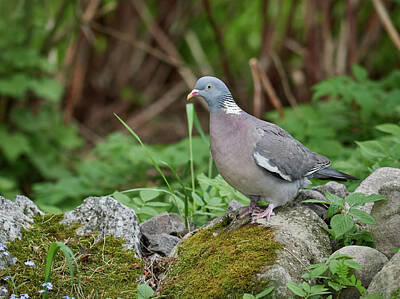 Jouko Lehto Rights Managed Images - One Wood pigeon on the rocks please Royalty-Free Image by Jouko Lehto