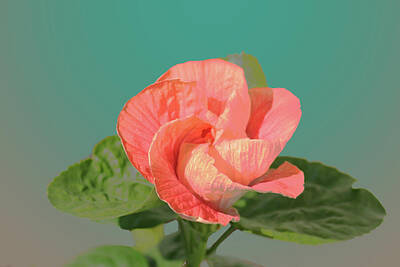 Florals Digital Art - Opening by Steve Karol
