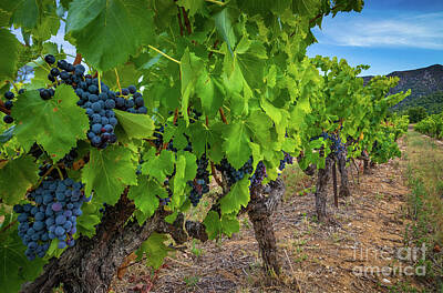 Wine Photos - Oppede Grapes on the Vine by Inge Johnsson