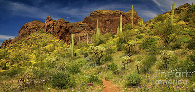 For The Cat Person - Organ Pipe National Monument by Priscilla Burgers