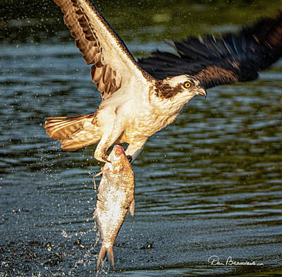 Dan Beauvais Royalty-Free and Rights-Managed Images - Osprey with Breakfast 9410 by Dan Beauvais