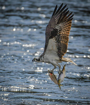 1-war Is Hell Royalty Free Images - Osprey with two fish Royalty-Free Image by Hershey Art Images