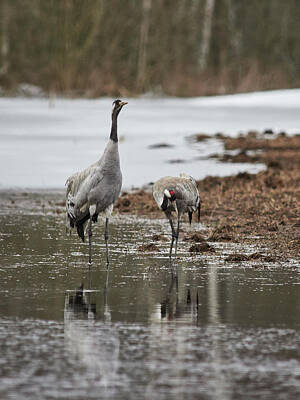 Jouko Lehto Rights Managed Images - Our zone. Eurasian crane Royalty-Free Image by Jouko Lehto