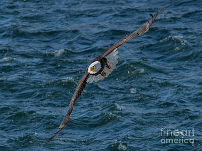 Birds Photo Rights Managed Images - Over Rough Waters Royalty-Free Image by Michael Dawson