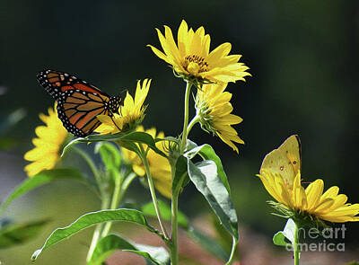 Nailia Schwarz Food Photography - Painted Monarch And Sulfur by Skip Willits