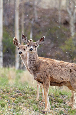 Steven Krull Royalty Free Images - Pair of Mule Deer on a Snowy Morning Royalty-Free Image by Steven Krull