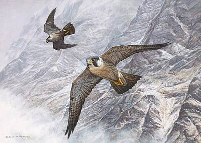 Portraits Paintings - Pair of Peregrine Falcons in Flight by Alan M Hunt