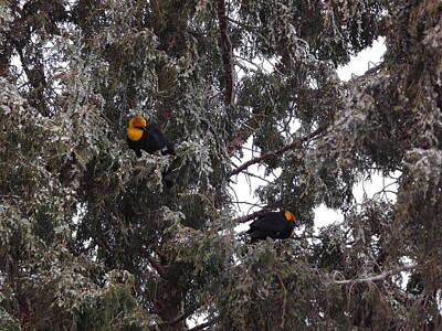 Purely Purple - Pair of Yellow Headed Black Birds by Steve Kattnig