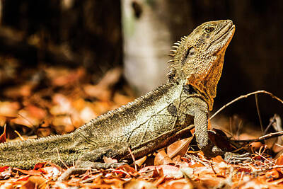 Reptiles Photos - Parklife by Jorgo Photography
