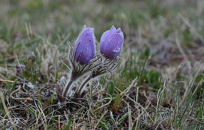 Luck Of The Irish - Pasque Flowers with Snow Drops by Whispering Peaks Photography
