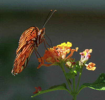 Man Cave - Passion Butterfly On Lantana 12 by Cathy Lindsey