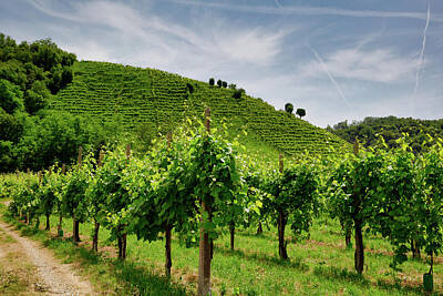 Railroad Royalty Free Images - Path to vineyards under hills in the Valdobbiadene area Royalty-Free Image by Pavel Rezac