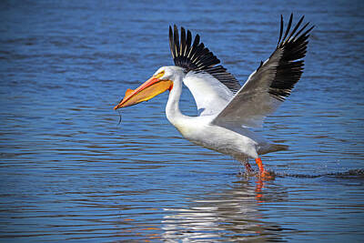 Ira Marcus Royalty-Free and Rights-Managed Images - Pelican Taking Off by Ira Marcus