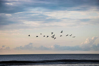 Landscapes Royalty Free Images - Pelicans In Flight  Royalty-Free Image by Jordan Hill