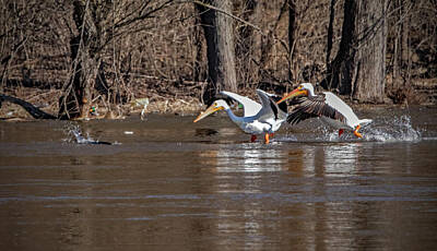 Ira Marcus Royalty-Free and Rights-Managed Images - Pelicans in Pursuit by Ira Marcus