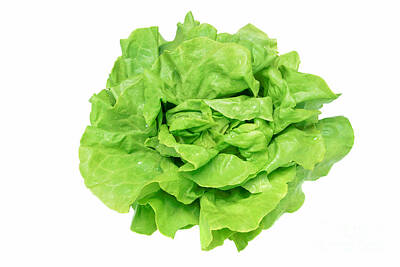 Food And Beverage Royalty Free Images - Perfect green lettuce Royalty-Free Image by Wdnet Studio