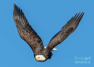 Birds Photo Rights Managed Images - Perfect V Royalty-Free Image by Michael Dawson