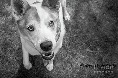 Mans Best Friend Rights Managed Images - Pet Portrait Royalty-Free Image by Cathy Fitzgerald