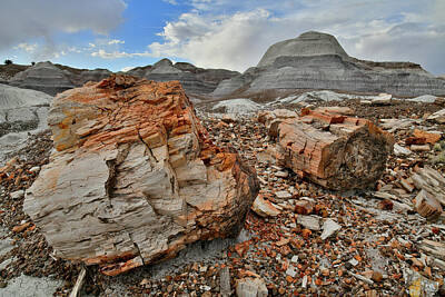 Whimsical Flowers - Petrified Logs in Blue Mesa by Ray Mathis