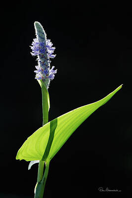 Dan Beauvais Royalty-Free and Rights-Managed Images - Pickerelweed 4169 by Dan Beauvais
