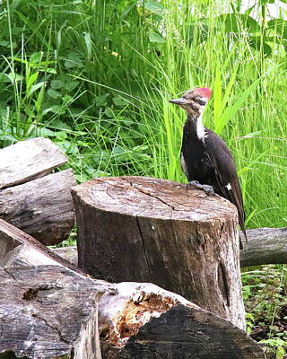 Conde Nast Fashion Royalty Free Images - Pileated Woodpecker on a Log Royalty-Free Image by Arvin Miner