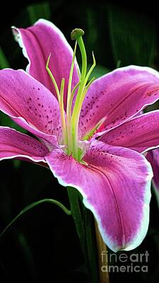 Lilies Digital Art - Pink And White Lily by Ian Gledhill