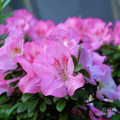 Rights Managed Images - Pink Azalea floral pattern Royalty-Free Image by Marina Usmanskaya