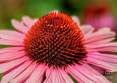Vintage Presidential Portraits Rights Managed Images - Pink Coneflower Close Up Macro Royalty-Free Image by David Zanzinger