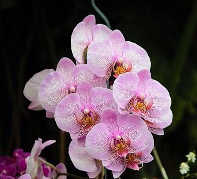 Millennial Trends Out Of Office Rights Managed Images - Pink Orchids Portrait Royalty-Free Image by Nancy Spirakus