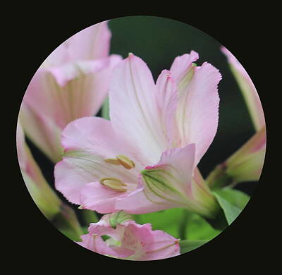 Yukon Wildflowers - Pink Peruvian Lilies 15 by Cathy Lindsey