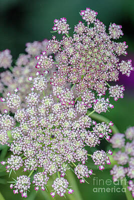 Nfl Team Signs - Pink Queen Annes Lace by Janice Noto