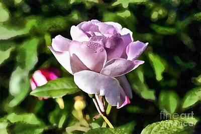 Roses Paintings - Pink rose and dewdrops by George Atsametakis
