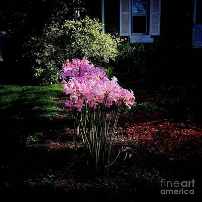 Frank J Casella Photos - Pink Sunlit Flowers in the Neighborhood by Frank J Casella