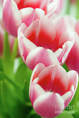Floral Photos - Pink Tulips by Nando Lardi
