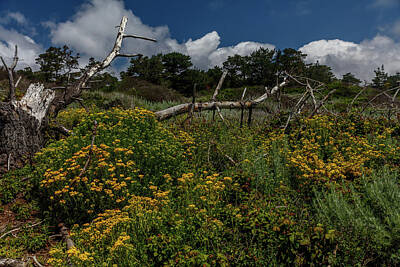 For The Cat Person Royalty Free Images - Point Lobos 251 Royalty-Free Image by Mike Penney