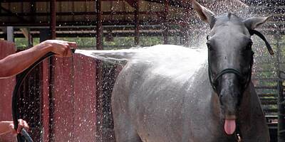 Jerry Sodorff Royalty-Free and Rights-Managed Images - Polo Pony Shower 21059 by Jerry Sodorff