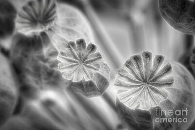Abstract Flowers Photos - Poppy seed pods 3 by Veikko Suikkanen
