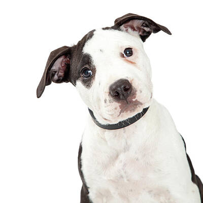 Portraits Photos - Portrait Cute Pit Bull Terrier Puppy by Good Focused