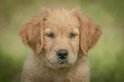 Gambling - Portrait of a Golden Retriever Puppy by Constance Puttkemery