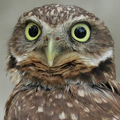 Portraits Photos - Portrait Of Burrowing Owl by Ben and Raisa Gertsberg