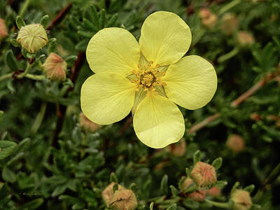 Marvelous Marble Rights Managed Images - Potentilla Royalty-Free Image by Mick Anderson