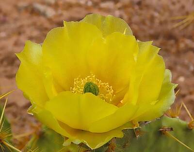 Landscapes Kadek Susanto Royalty Free Images - Prickly Pear Cactus Bloom - Yellow Royalty-Free Image by Judy Kennedy