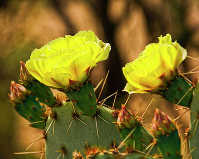 Mark Myhaver Rights Managed Images - Prickly Pear Flowers h49 Royalty-Free Image by Mark Myhaver