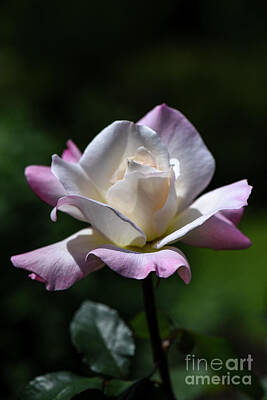 Maps Rights Managed Images - Rose-pristine Rose 2 Royalty-Free Image by Judy Wolinsky