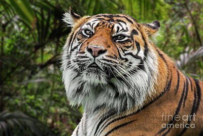Lego Art - Proud Sumatran Tiger by Arterra Picture Library