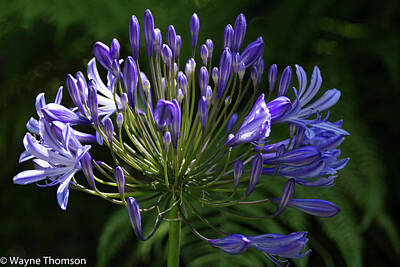 Abtracts Laura Leinsvencner - Purple Flowers by Wayne Thomson